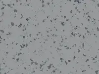 TARALAY-PREMIUM-POESY-2751-SLAM